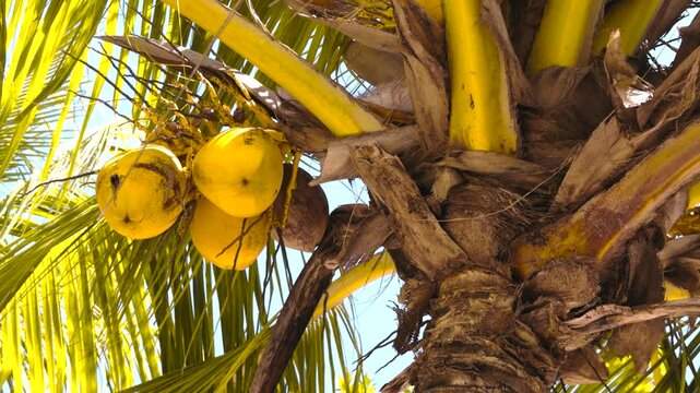 Static closeup of yellow coconuts hanging on palm tree with fronds and rough bark texture against clear sky. &middot; 4K DCI 25fps