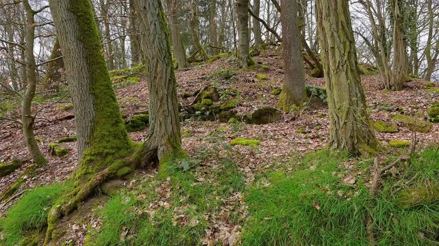 Wald am Ohrsberg, Eberbach, Ohrsberg, Nekar, Odenwald, Baden- W&uuml;rttemberg, Deutschland