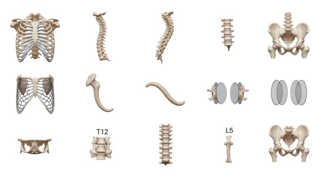 Detailed illustrations of human spine and pelvis anatomy on a white background