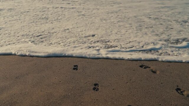 A gentle wave rolls over dog and human footprints in the sand, slowly erasing them and symbolizing impermanence, time, and the calming rhythm of the sea. Loss or healing narrative, letting go