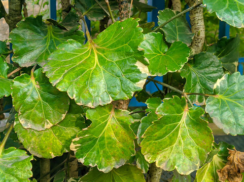 Polyscias balfouriana variegata or daun mangkokan 
