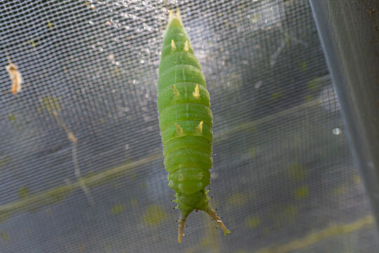 さなぎになるために糸を張っている最中のオオムラサキの幼虫