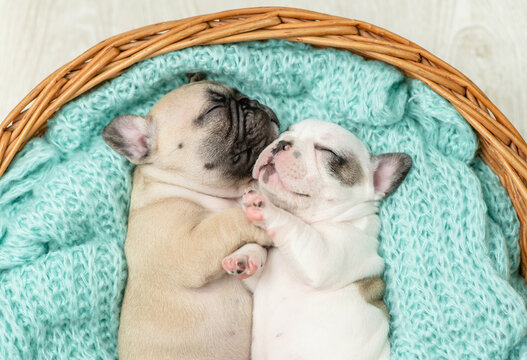Two tiny French bulldog puppies sleep together inside basket. Top down view