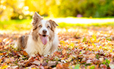 Fototapeta premium Adult Australian Shepherd dog lying at autumn park in sunset. Empty space for text