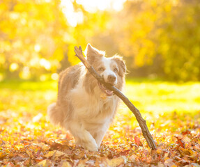 Fototapeta premium Playful adult Australian Shepherd dog running with a stick in its mouth at sunny autumn park