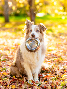 Cute obedient Australian shepherd dog holding a bowl in its mouth and sitting at sunny autumn park
