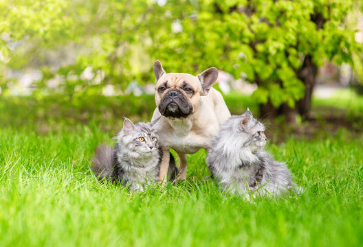 Group of pets sitting on green summer grass. Two Maine coon cats sit with French Bulldog puppy
