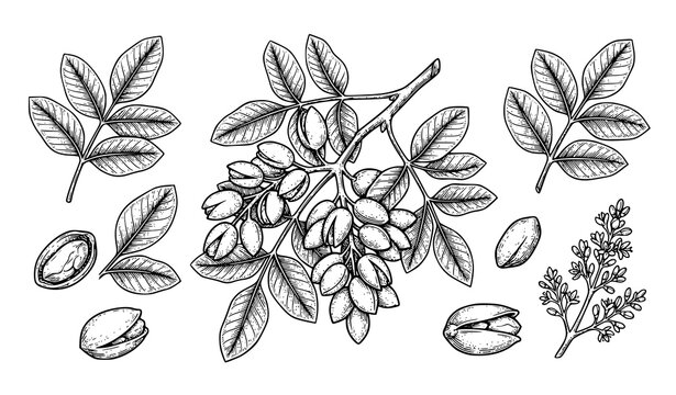 Hand drawn pistachio tree branch vector set vintage botanical nuts illustration