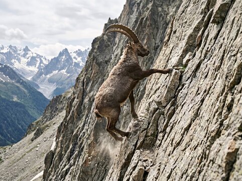 A goat climbs up a steep rocky mountain side with snow-capped mountains in the background.