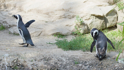 Two African Penguins Walking and Preening in a Rocky Zoo Enclosure © blueringmedia