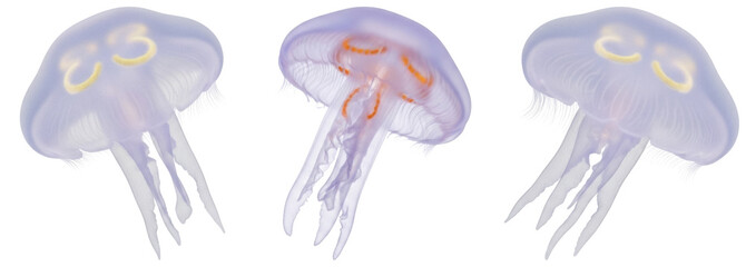 Three translucent jellyfish with orange internal structures and white tentacles against a black background © Feroz Qazi