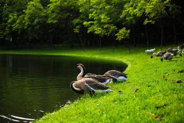 Peaceful morning with a white goose on a calm park pond © worrapan