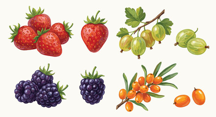 Fresh berry and citrus fruit illustration set with strawberry blueberry raspberry blackberry in detailed flat vector style © bow