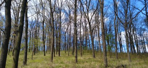 Obraz premium Sunny spring deciduous forest landscape with young green grass