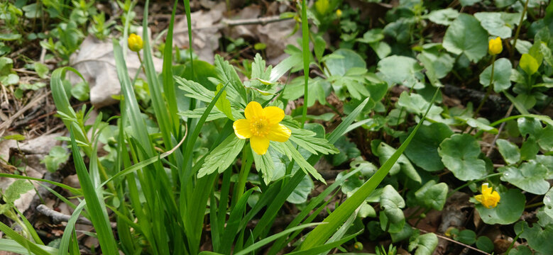 Spring meadow with yellow lesser celandine flowers blooming