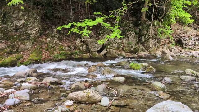 渓流　新緑の山間を流れる清流と岩肌を打つ水のせせらぎのショート動画