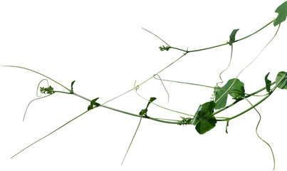 Vine plant and leaves, This climbing plant thrives in nature isolated on white background. Have clipping path. © Ammak
