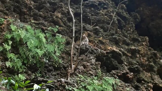 A monkey in the cave area habitat