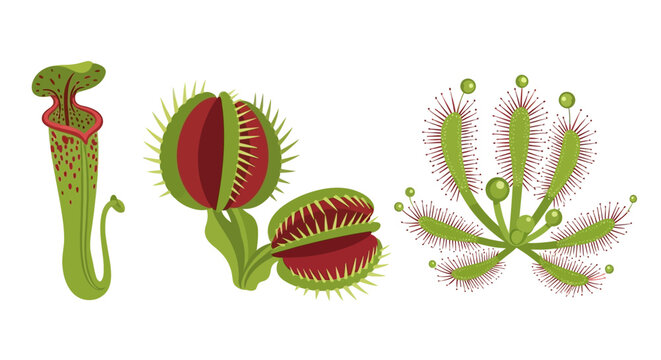 Minimalist vector illustration of exotic carnivorous sarracenia pitcher plant with venus flytrap and sundew foliage, isolated on white background, flat botanical nature icon for floral design.
