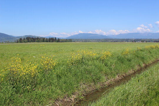 A lush green springtime field in Skagit County