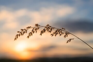 Obraz premium The soft curves of grass branches and the sunset