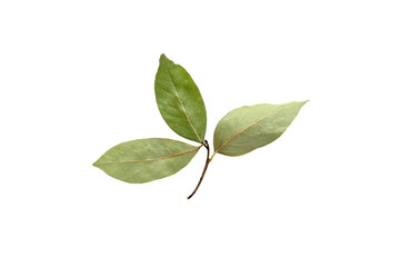 Fototapeta premium Natural spicy bay leaf isolated on white background. High quality photo