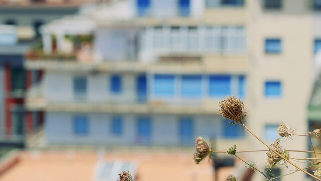Dried Wildflowers in Focus with Blurred Naples Residential Building Background