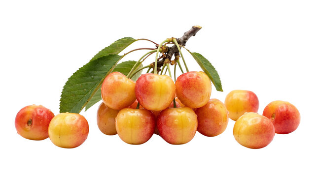 Sweet rainier cherries with leaves isolated on transparent background png
