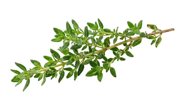 Fresh green aromatic thyme sprig isolated on transparent background png
