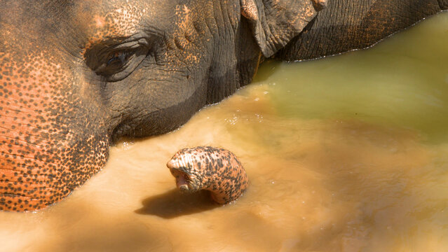 Close Up of an Asian Elephant Submerged in Muddy Water in Phuket