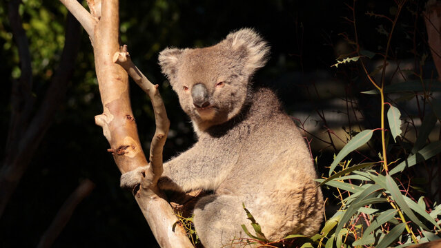 Wild Koala Sitting on a Tree Branch in Sunlight in Melbourne Australia