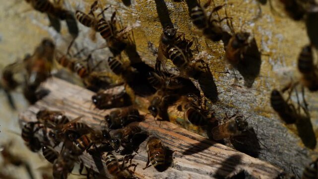 Bees cool and ventilate their home.
By flapping their wings, bees direct air currents towards the wall of the hive and its entrance.
