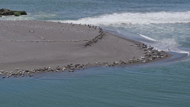 Russian River Seal Colony on California Coast 