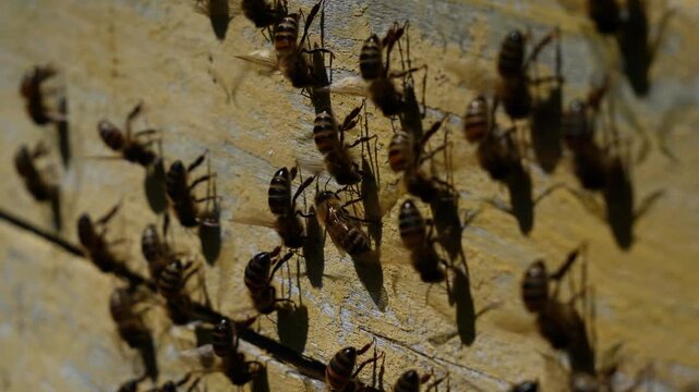 Bees cool and ventilate their home.
By flapping their wings, bees direct air currents towards the wall of the hive and its entrance.
