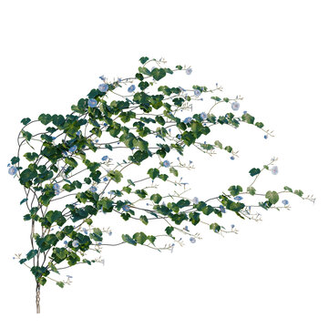 Ipomoea nil tree, elevation, front view, cutout, transparent background, isolate, Lush Green Vine with Delicate Blue Flowers - Detailed Botanical Illustration for Design Projects