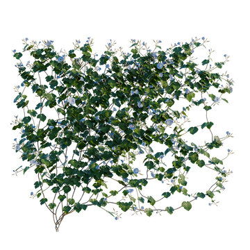 Ipomoea nil tree, elevation, front view, cutout, transparent background, isolate, Vibrant green ivy leaves climbing on a textured stone wall, detailed close-up nature background