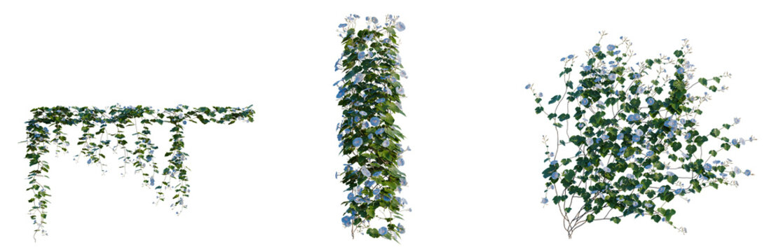 Ipomoea nil tree, elevation, front view, cutout, transparent background, isolate, Vibrant Wisteria Vine Branch with Blossoms - Delicate Floral Springtime Beauty