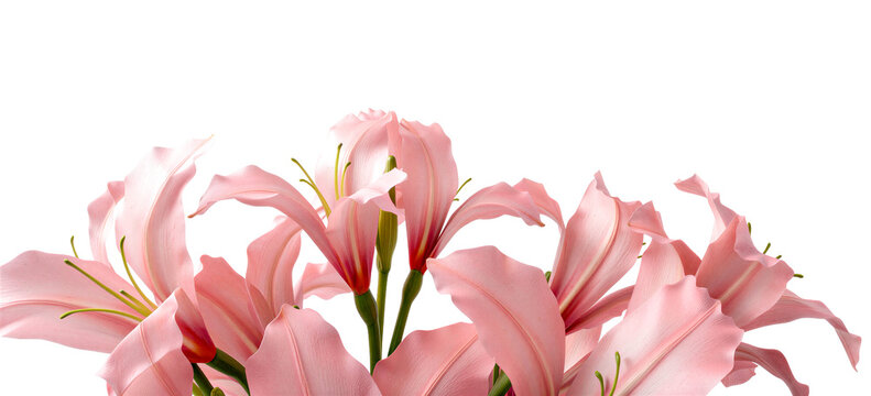 bouquet of pink lily flowers isolated on transparent