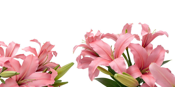 pink lily flowers in corner isolated on white