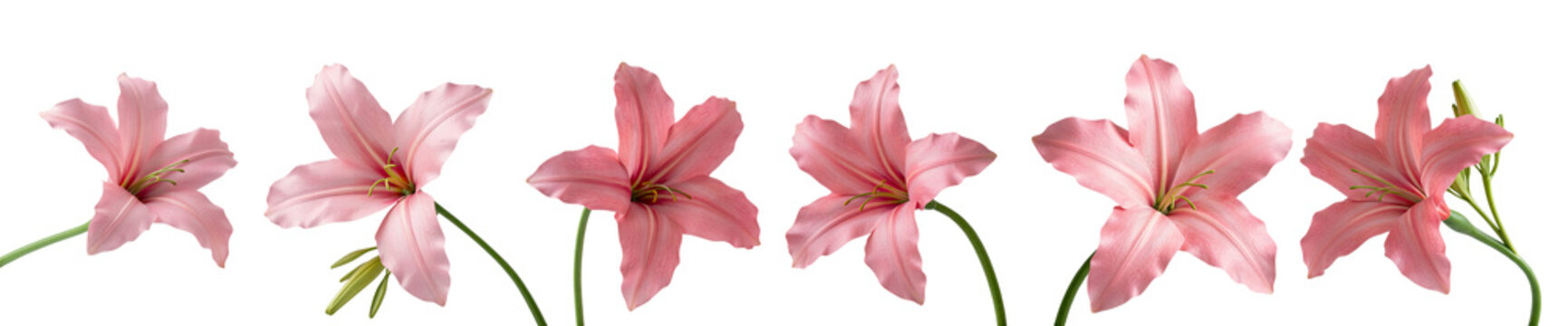 Set of pink lily flowers in 3d rendering isolated on white