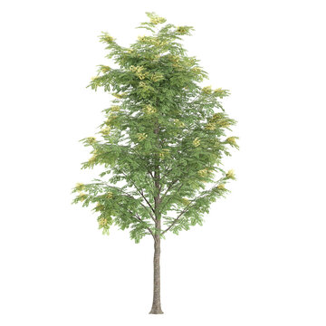 3d illustration of Gleditsia plant isolated on transparent background