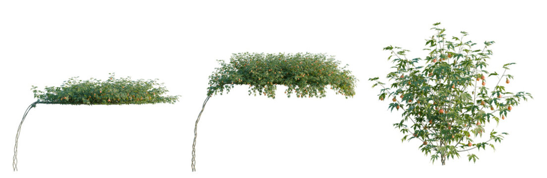 Striped abutilon tree, elevation, front view, cutout, transparent background, isolate, Vibrant Pink Flowers on Cherry Blossom Branch, Springtime Beauty and Floral Elegance