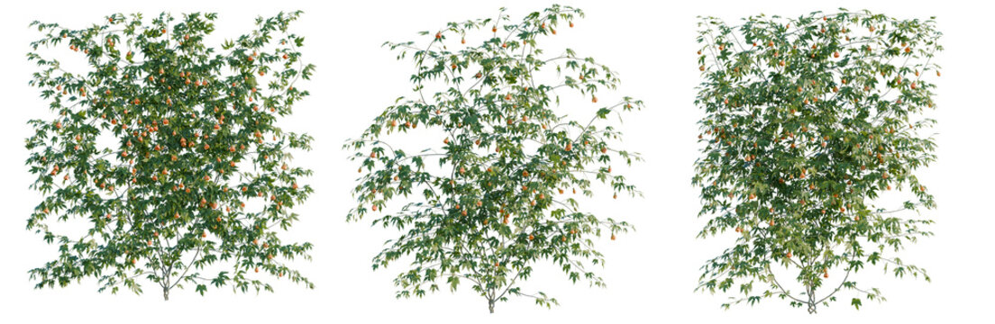 Striped abutilon tree, elevation, front view, cutout, transparent background, isolate, Ripe Red Cherries on a Branch, Delicious Summer Fruit, Close-Up on a Juicy Stem