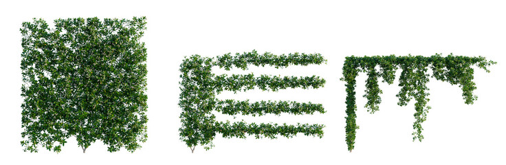 Trachelospermum jasminoides tree, elevation, front view, cutout, transparent background, isolate, Lush green foliage background, vibrant plant life, natural beauty, serene atmosphere, peaceful scenery © DH Tree Stock