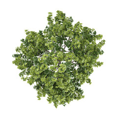 Obraz premium 3d illustration of Liquidambar styraciflua plant isolated on transparent background from top view