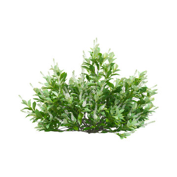 3d illustration of Sixteen candles summersweet plant isolated on transparent background