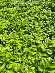 Fototapeta premium green leaves background