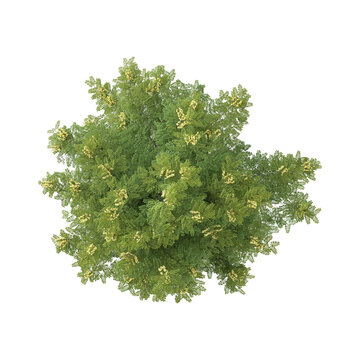 3D rendering of Cassia javanica plant on transparent background from top view