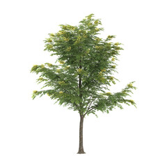 Fototapeta premium 3D rendering of Cassia javanica plant on transparent background
