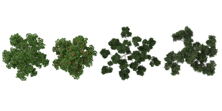 Collection of Acer,Corymbia plants on transparent background from the top view
